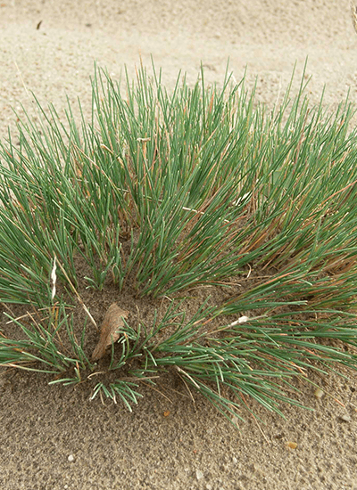 Picture of the species-buntgras.png species