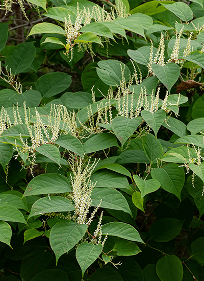 Picture of the species-japanse_duizendknoop.png species