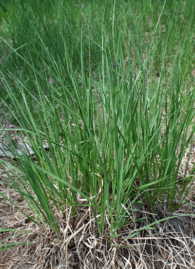 Picture of the species-pijpenstrootje.png species