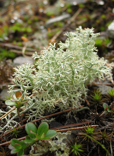 Picture of the species-rendiermos.png species