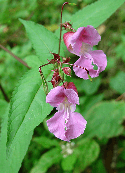 Picture of the species-reuzenbalsemien.png species