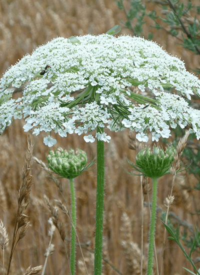 Picture of the species-reuzenberenklauw.png species