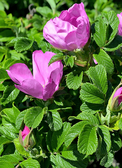 Picture of the species-rimpelroos.png species