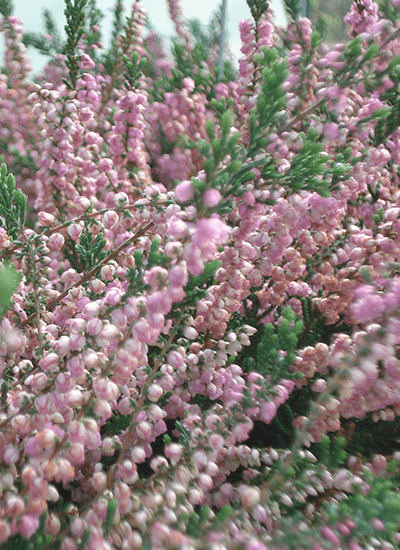 Picture of the species-struikheide.png species