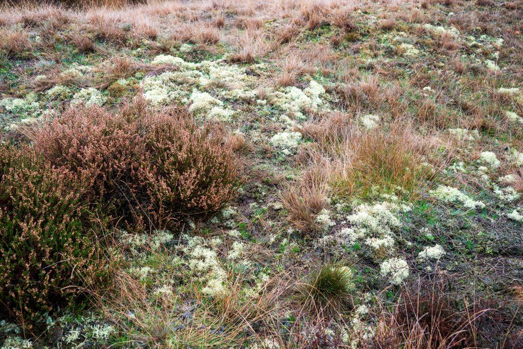 Rendiermos in de Leenderheide